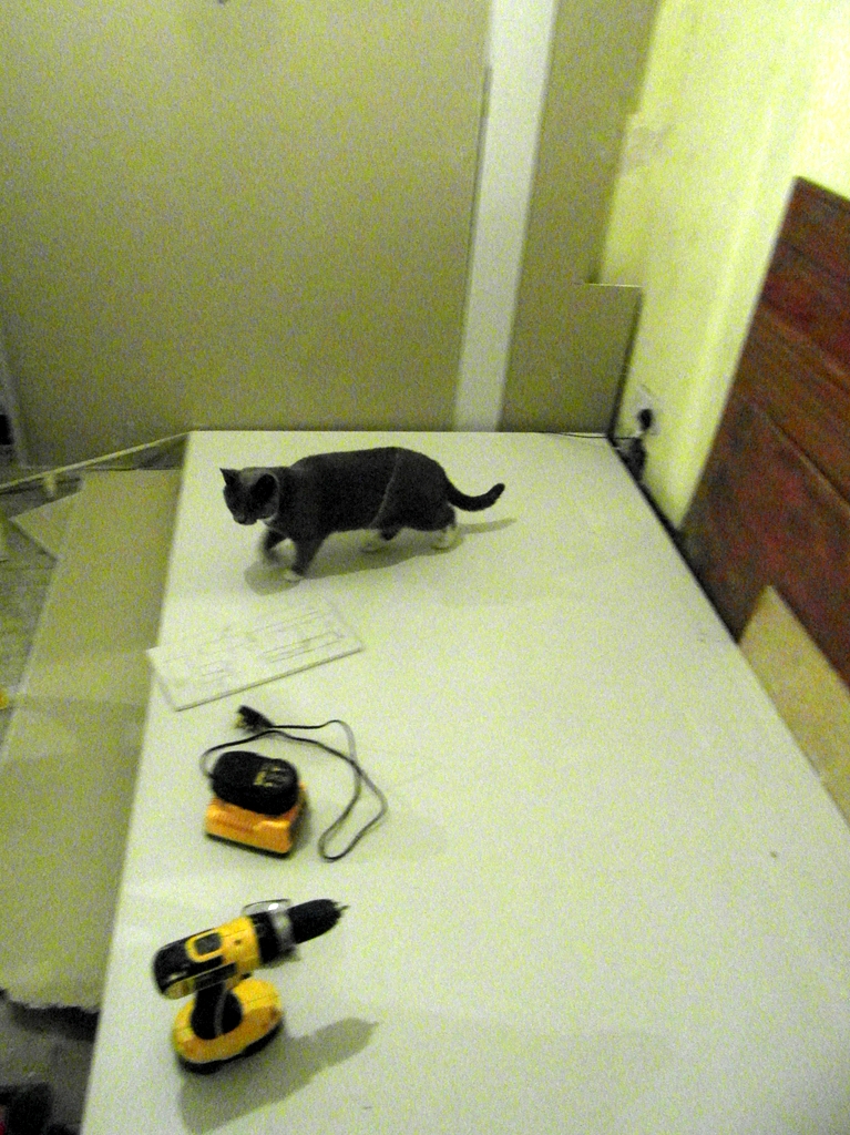 daftcat1.JPG